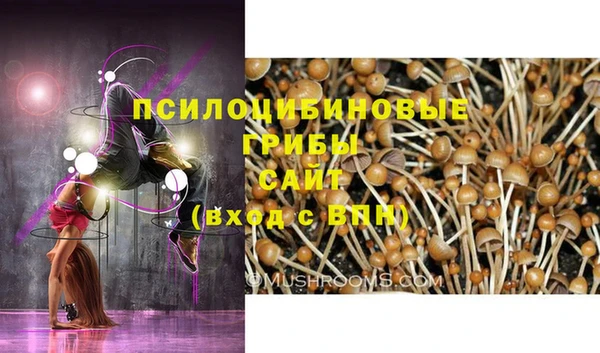 сатива Гусев
